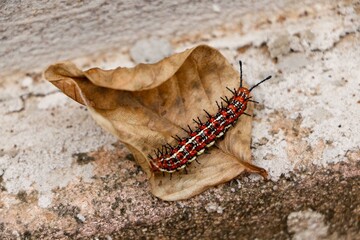 Caterpillar on dry leaf outdoors