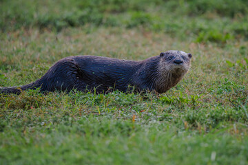 Otter on the grass