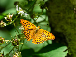 Silver-washed Fritillary. Wings Open.