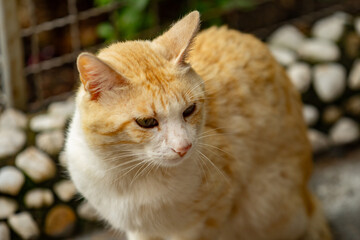 Close up em um gato amarelo no quintal com o fundo desfocado.