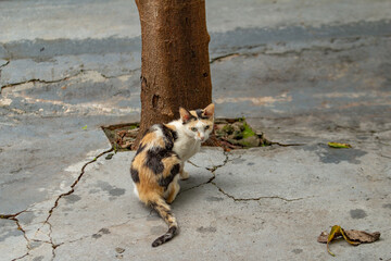 Uma gata tricolor ao pé de uma árvore, olhando para trás.