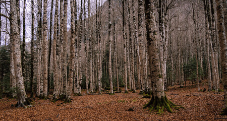 Panoramic view of forests and rivers, Ordesa National Park and Monte Perdido.
