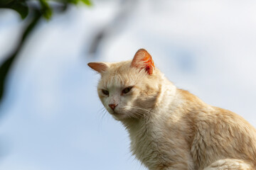 Close up em um gato amarelo, sentado, descansando sobre o muro de uma casa, com céu azul ao fundo.