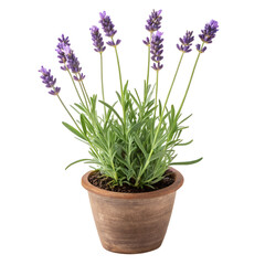 Lavender plant in clay pot home garden nature photography natural light single object view, isolated on white or transparent background