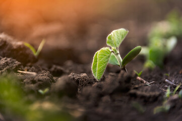 A tender sprout of the soybean crop reaches for the warm rays of the sun. Spring plants.