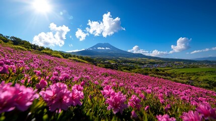 Vivid pink blossoms of flowering peach trees cover lush green hillside illuminated sunlight filtering through clouds mountains in background.