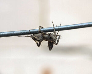 Araneidae spiders can be seen waiting for prey while folding their long legs on a wire with a...