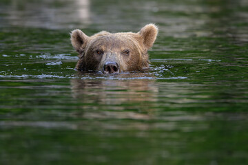 North America, USA, Alaska, Lake Clark North America, Alaskan Brown Bear
