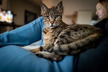 A captivating brown tabby cat with striking green eyes sits contentedly in a person's lap, offering...
