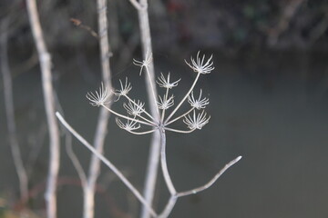 BEAUTE DE L'HIVER 2025