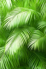 Obraz premium Lush green palm leaves texture for nature-inspired design backgrounds