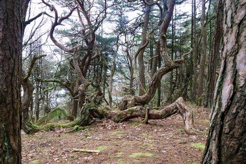 A forest path winding through twisted, ancient pine trees in Trollskogen at Hove, South Norway, creating a mystical and enchanted atmosphere..