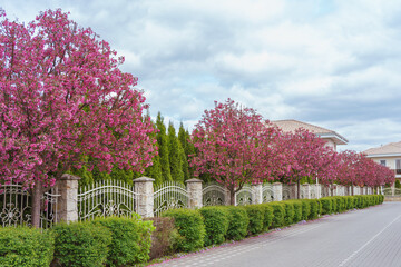 Cherry blossom, sakura trees with vibrant pink flowers and lush green shrubs create lining pathway. Landscape design, street decor, nature background.