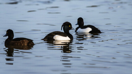Tufted Duck, Aythya fuligula, male in flight over winter marshes