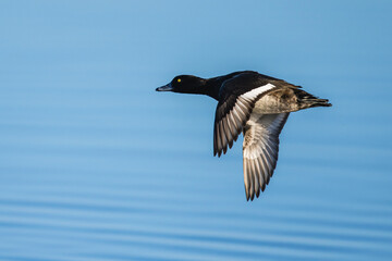 Tufted Duck, Aythya fuligula, male in flight over winter marshes