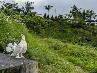 Beauty of white fantail indian fancy pigeon
