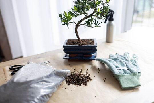 podocarpus bonsai tree, houseplant care, bonsai fertilizer, bonsai tree and work tools and garden gloves on table