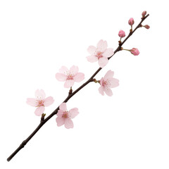 A delicate cherry blossom branch with pink flowers on a white isolated background.