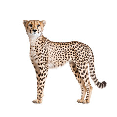A graceful cheetah stands elegantly, showcasing its distinctive spots and slender body against a white isolated background.