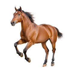 Naklejka premium A majestic brown horse galloping energetically against a white isolated background.