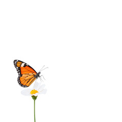 A vibrant butterfly perched delicately on a blooming flower against a white isolated background.