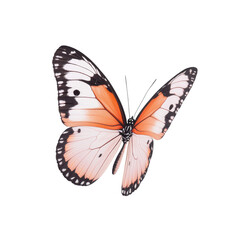 Fototapeta premium A vibrant butterfly with orange and black wings, isolated on a white background.