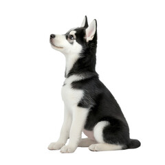 Obraz premium Adorable black and white husky puppy sitting gracefully with a proud expression, isolated on a white background.