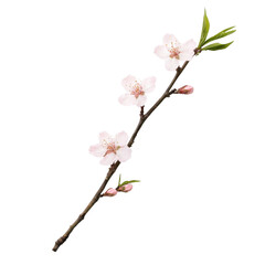 Beautiful cherry blossom branch with delicate pink flowers and green leaves, isolated on a white background.