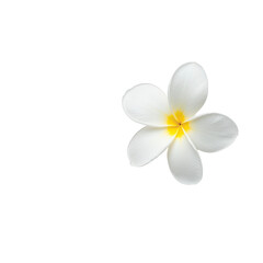 Obraz premium Beautiful white plumeria flower with yellow center on a white isolate background.