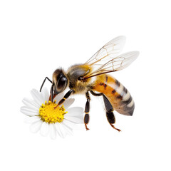Bee on a daisy, capturing the beauty of nature's pollinators in action.