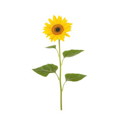 Fototapeta premium Bright sunflower with vibrant yellow petals against a white isolate background.