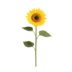 Fototapeta premium Bright sunflower with vibrant yellow petals and green leaves, isolated on a white background.