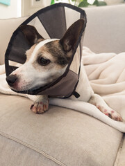 Low angle close up view of a Jack Russell Terrier dog with irritated paws wearing a cone on her neck 