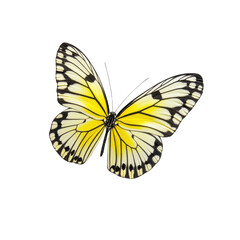 Obraz premium Colorful butterfly with yellow wings, isolated on a white background, showcasing intricate patterns and natural beauty.