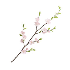 Delicate cherry blossom branch with soft pink flowers on white isolated background.