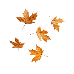 Obraz premium Five dried autumn leaves isolated on a white background, showcasing their vibrant orange and brown hues.