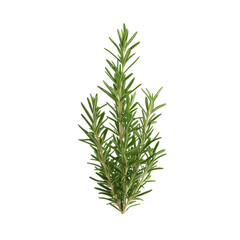 Fresh rosemary herb on a white isolated background, ideal for culinary and medicinal use.