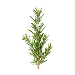 Naklejka premium Fresh rosemary sprig on a white isolated background for culinary and herbal reference.