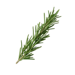 Fototapeta premium Fresh rosemary sprig, vibrant green, isolated on white background, perfect for culinary and aesthetic use.
