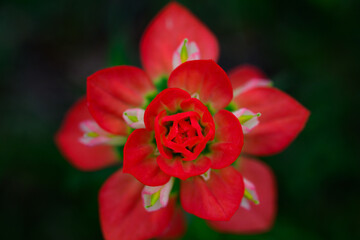 North America, USA, Texas, Marble Falls, Indian Paintbrush