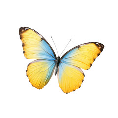 Fototapeta premium Vibrant butterfly with blue and yellow wings, isolated on white background, showcasing nature's beauty.