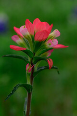 North America, USA, Texas, Marble Falls, Indian Paintbrush