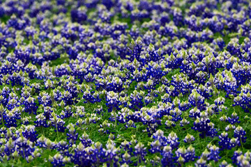 North America, USA, Texas, Marble Falls, Texas Bluebonnets