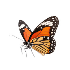 Fototapeta premium A beautiful monarch butterfly with vibrant orange and black wings, isolated on a white background.