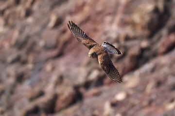 Obraz premium Fliegender Turmfalke (Falco tinnunculus) Weibchen mit ausgebreiteten Flügeln vor einer rötlichen Felswand - nahe Femes im Los Ajaches, Lanzarote
