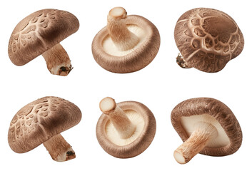 Collection of fresh shiitake mushrooms, showing various angles and textures