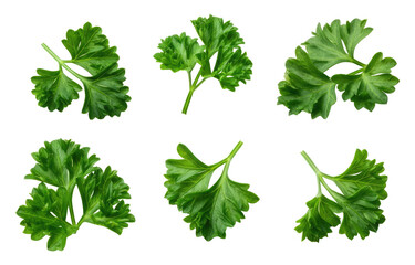 Fresh parsley leaves on transparent background, arranged in different shapes