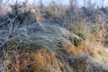 Beautiful frosty morning in the winter forest. Trees and plants covered with frost