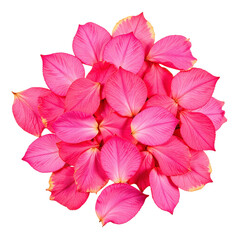 Closeup of a cluster of vibrant pink petals against a black background.