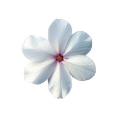 Fototapeta premium beautiful white flower with delicate petals and hint of pink at center, showcasing its natural elegance against transparency background